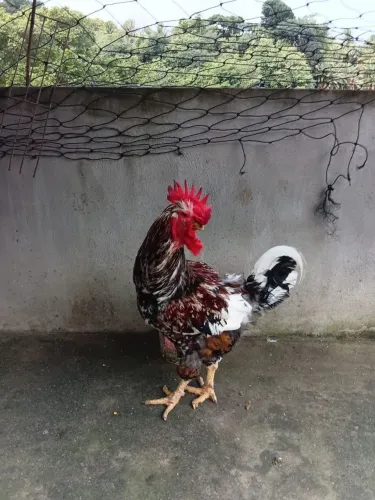 Galo Gsb