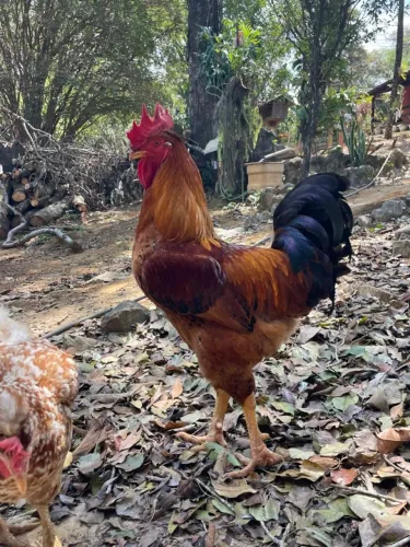 GALO GSB VERMELHO