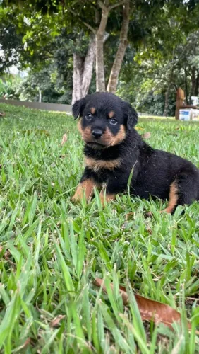 Rottweiler Macho e fêmea disponíveis