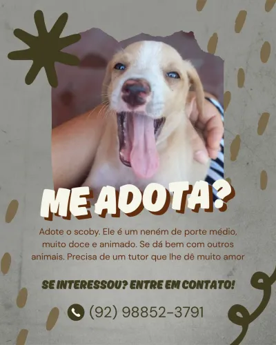 Adote um Doguinho