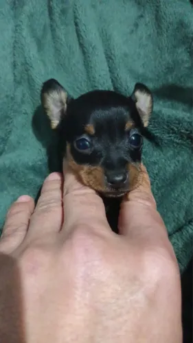 Pinscher vacinado 70 dias