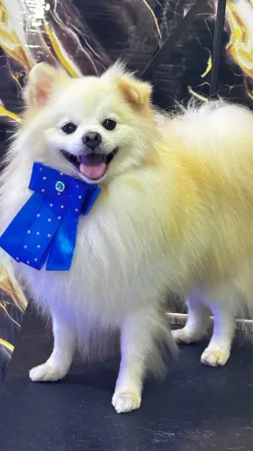 Spitz alemão pra cruza 
