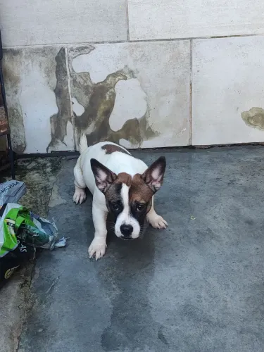 Doa se filhotao pai Bulldog frances