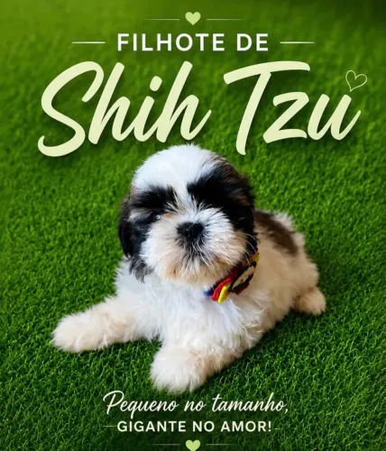 Cachorro