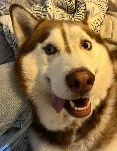 Um Husky transforma qualquer dia em aventura.