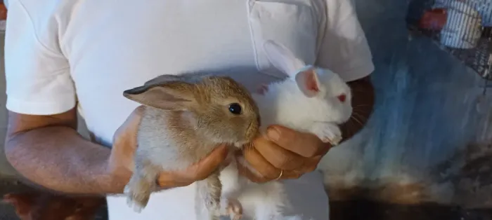 Lindos filhotes de coelhos 