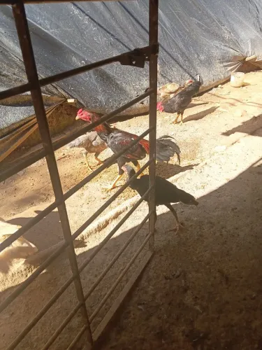 GALOS PATOS E GALINHAS Pato mareco Pato gamela