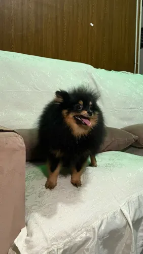 Lulu da Pomerania Fêmea Anãzinha