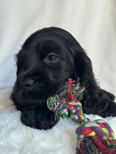 Cocker Spaniel Inglês