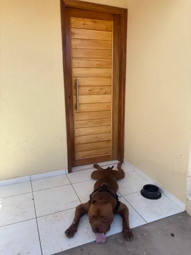 Pitbull American Bully Registrado