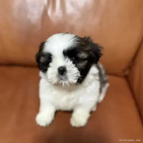 Filhotinhos dócil e companheiro Shih tzu/Shitzu