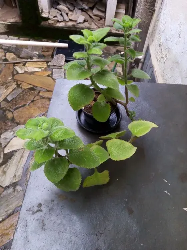 Boldo 