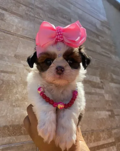 Shih tzu mini fêmea e macho ate 12 vezes no cartão
