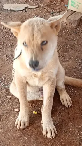 Vendo esse cachorro puro Chow Chow.. *89