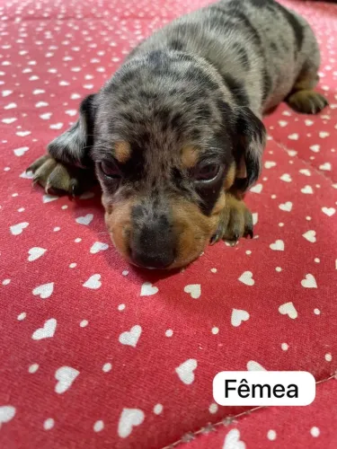 Basset fêmea