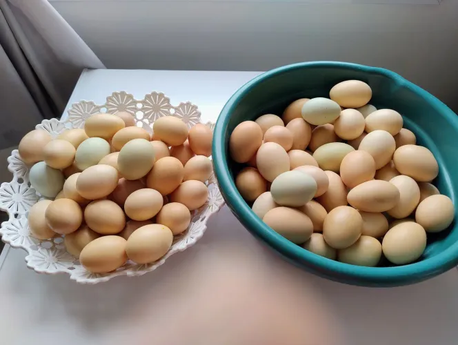 Ovos caipiras de galinhas GLC
