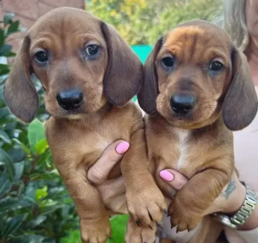 Teckel,Teckel Filhote Saudável Excelente Companhia