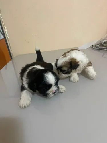 Casal shitzu