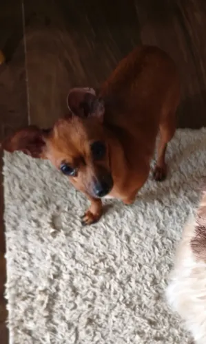 Adoção Responsável -pinscher 1 Jully ?