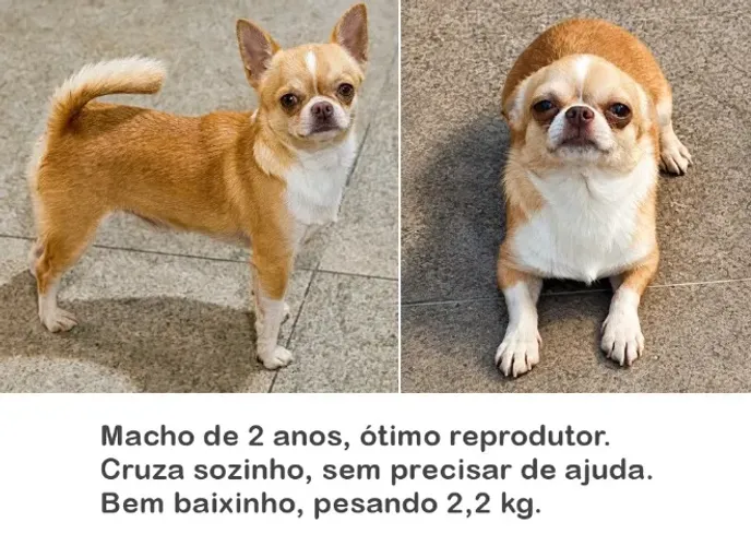 Chihuahua 2 anos ótimo reprodutor 