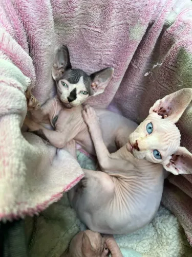 Gato Sphynx (sem pelos)