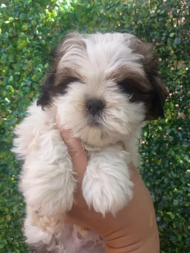 Shih-tzu com vermifugacao macho com 50 dias 