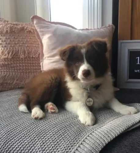 Filhotes de Border Collie | Um amigo fofo para todos os momentos.