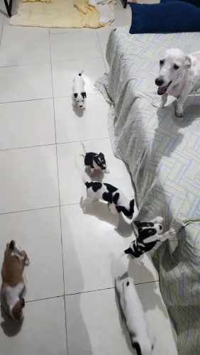 Filhotes para adoção