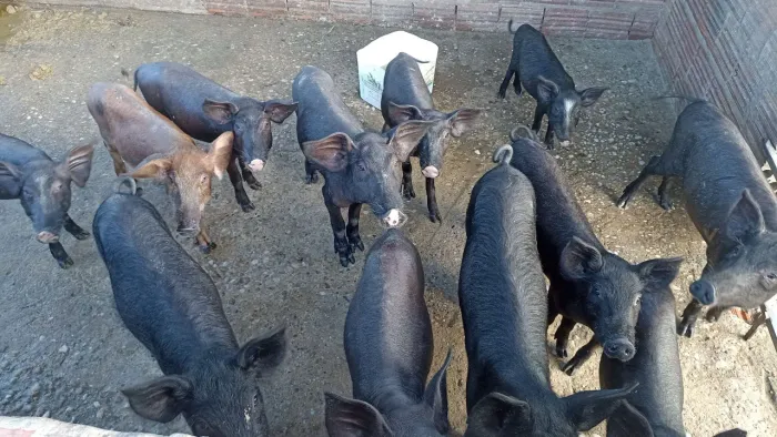 Vendo leitões.
