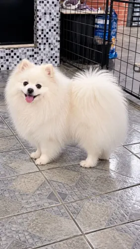 Lulu da Pomerânia macho adulto