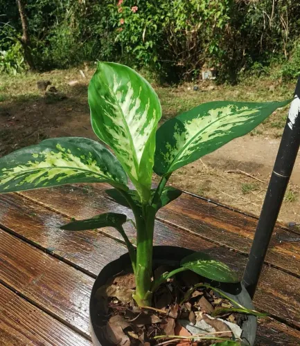 Planta Dieffenbachia 