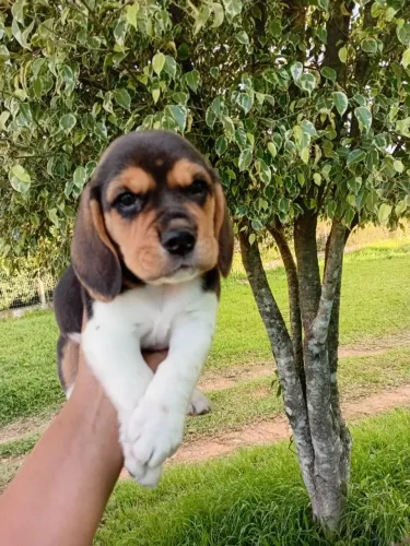 BEAGLE PERFEITO