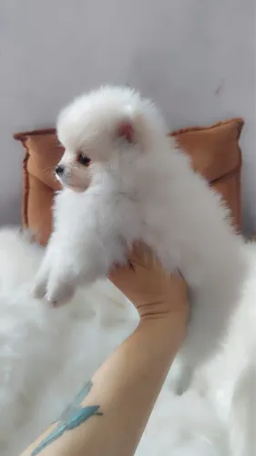 spitz alemão anão
