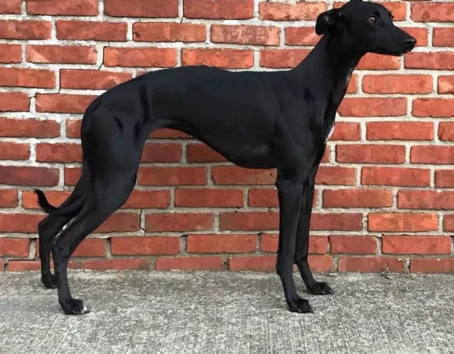 Galgo whippet 