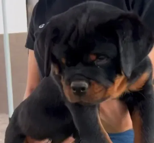 ROTTWEILER - FILHOTES DISPONÍVEIS