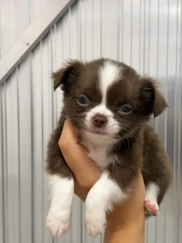 Chihuahua macho chocolate e branco
