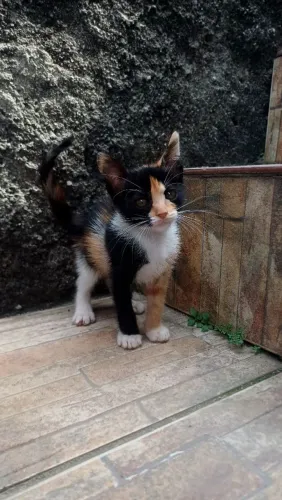 Gatinhos lindos para doação. ( filhotes)