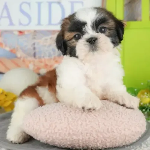 Filhotinhos Macho e Fêmea Pelagem Linda Shih tzu/shitzu São Paulo