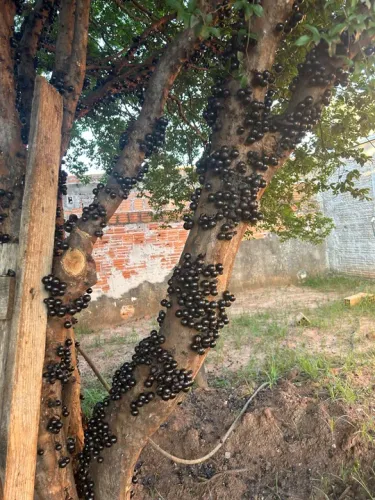 Jabuticabeira produzindo