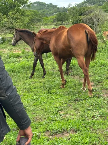Égua alazã puro sangue, quarto de milha