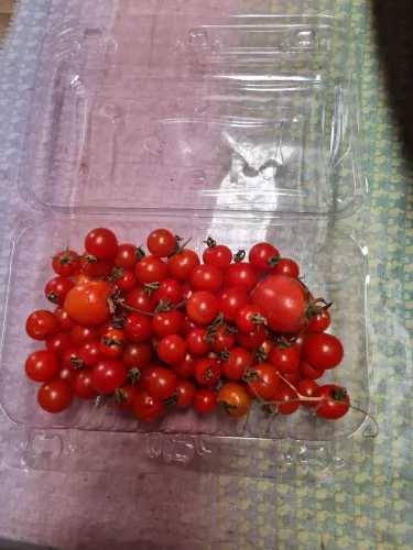 Caixa com 500 unidades de embalagem FLV Morango, Tomate e outros ,plástica transparente