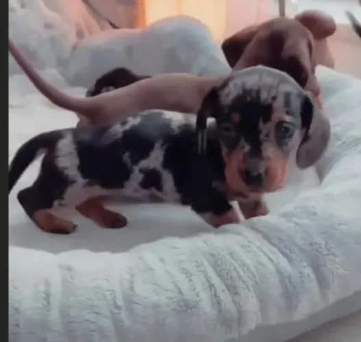 Dachshund (basset, teckel) impecavel