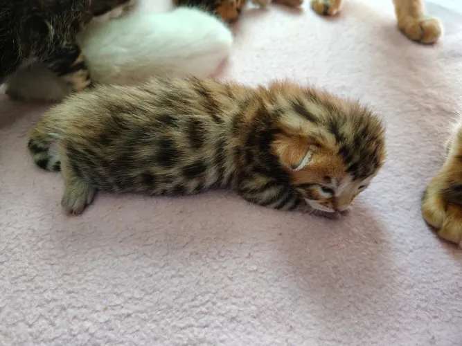 Gato Bengal Disponivel