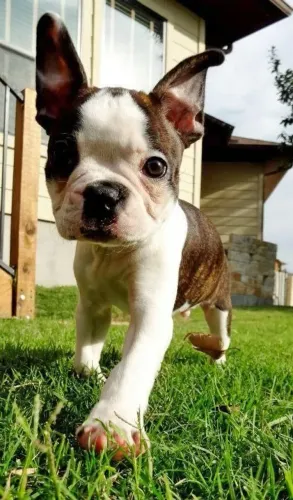 Novos Filhotes de Boston Terrier
