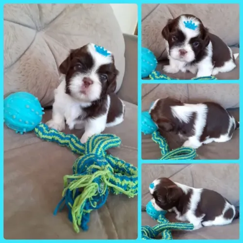Shih Tzu - o melhor amigo para seu colo!