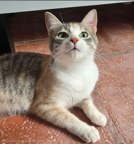 Gatinha tricolor para doação 