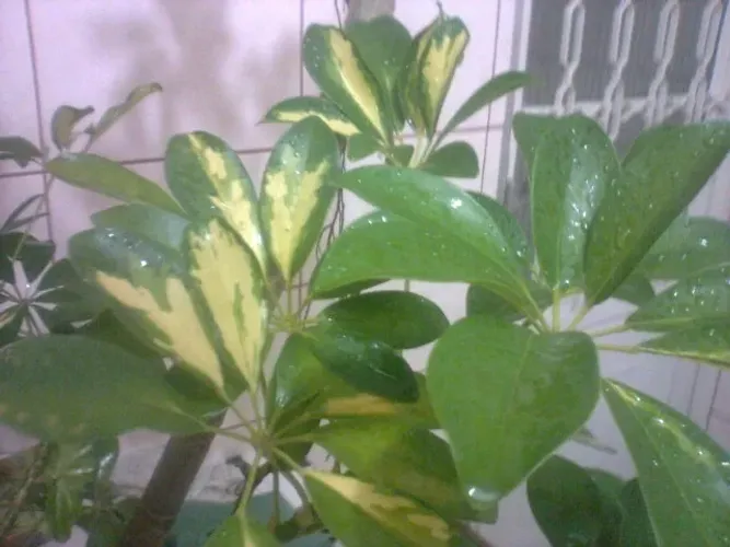 Vendo Mudas de Cheflera Variegata - Guarulhos 