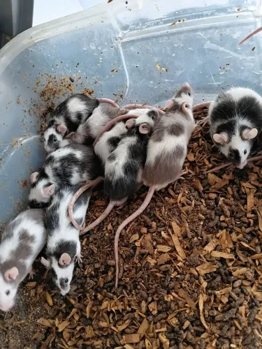 Ratos