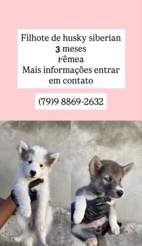 Filhote husky siberiano