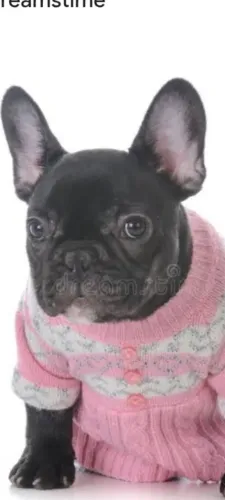 Cachorro Bulldok francês